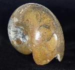 Manticoceras cf. intumescens (BEYRICH 1837) - Bild &copy; FossNet FossilienStore